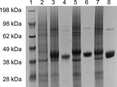 High-Throughput Screening of a 2-Keto-L-Gulonic Acid-Producing Gluconobacter oxydans Strain Based on Related Dehydrogenases